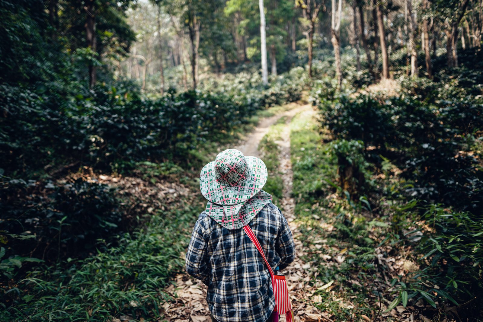 A Journey Through the Hills – Discover Thailand’s Finest Coffee Roots