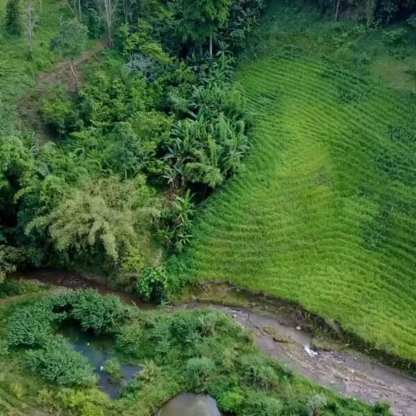 Northern Thailand Tea Master Selection