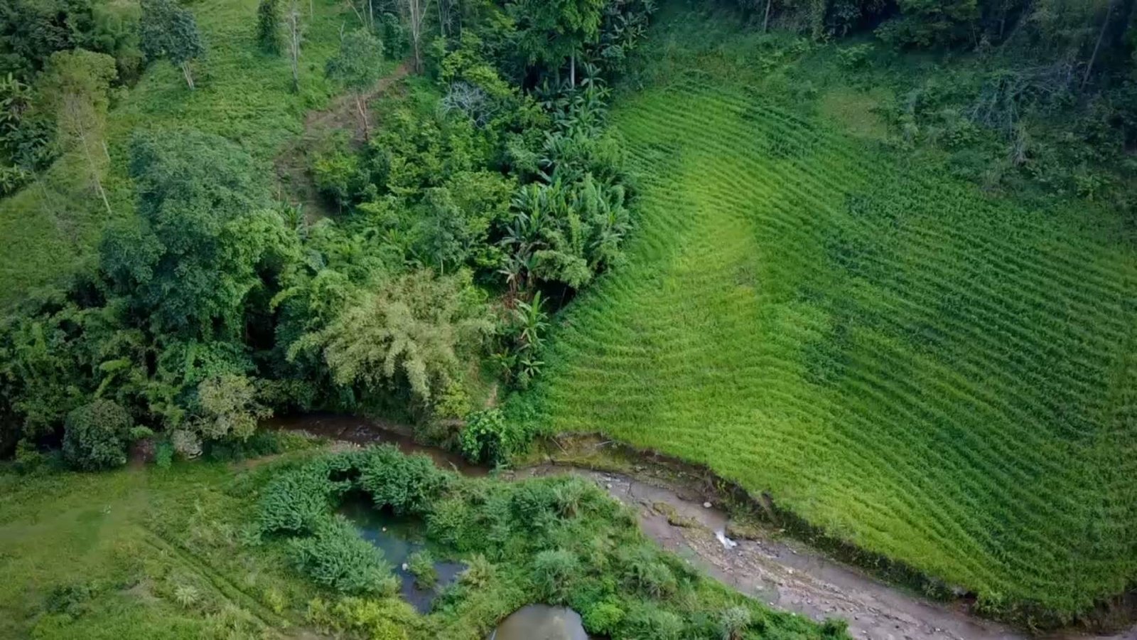 Northern Thailand Tea Master Selection