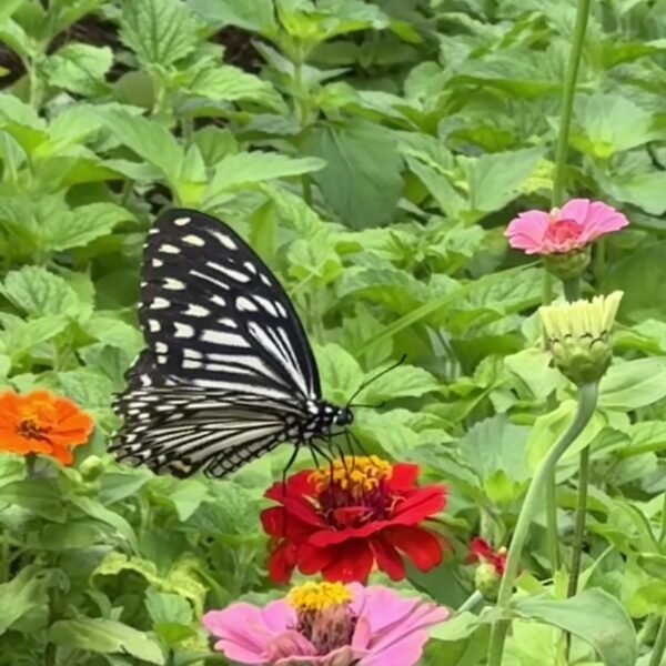 Butterfly among mountain flowers in Northern Thailand